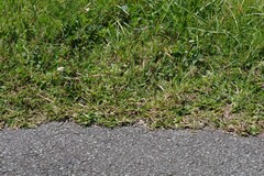 Stenotaphrum secundatum