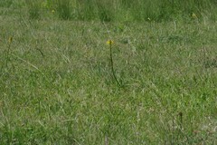 Bulbine abyssinica