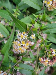 Aster taiwanensis