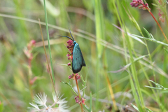 Pollanisus viridipulverulenta