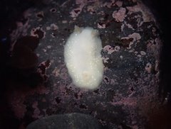 Cadlina modesta