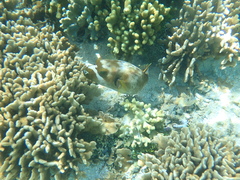 Arothron nigropunctatus