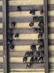 Cynopterus brachyotis