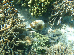 Arothron nigropunctatus