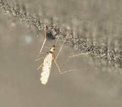 Anopheles annulipes