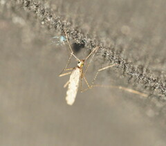 Anopheles annulipes
