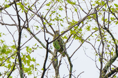 Poicephalus cryptoxanthus