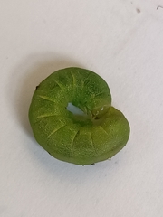 Phlogophora meticulosa