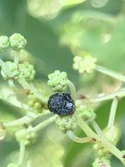 Araneus rotundulus