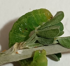 Phlogophora meticulosa