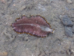 Pseudoceros stimpsoni