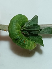 Phlogophora meticulosa