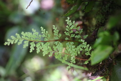 Lindsaea trichomanoides