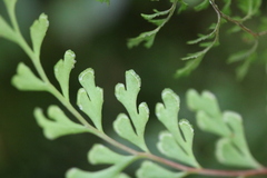Lindsaea trichomanoides