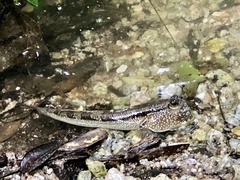 Periophthalmodon schlosseri