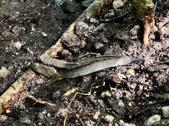 Periophthalmodon schlosseri