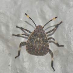 Coenomorpha