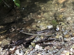 Periophthalmodon schlosseri