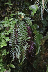 Notogrammitis heterophylla