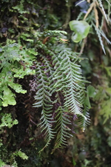 Notogrammitis heterophylla