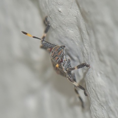 Coenomorpha