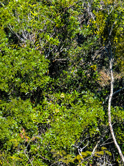 Acridocarpus natalitius