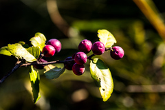 Allocassine laurifolia