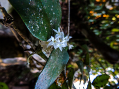 Carissa bispinosa