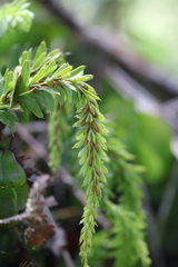 Tmesipteris tannensis
