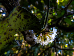Carissa bispinosa