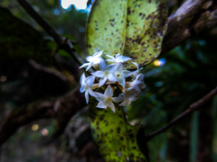 Carissa bispinosa