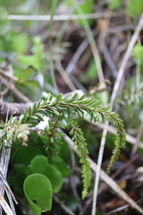 Tmesipteris tannensis