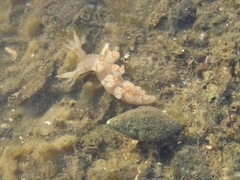 Bornella stellifera