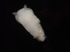 Cadlina modesta