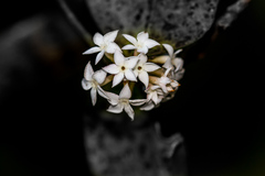 Carissa bispinosa