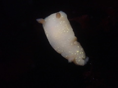 Cadlina modesta