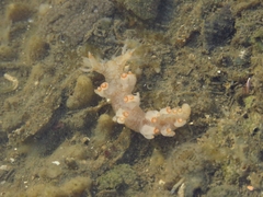 Bornella stellifera