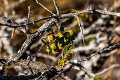 Dichrostachys cinerea