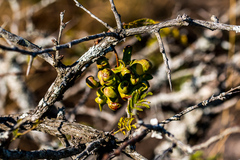 Dichrostachys cinerea
