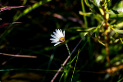 Dimorphotheca fruticosa