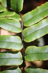 Blechnum procerum