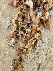 Sargassum sinclairii