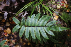Blechnum procerum