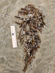 Sargassum sinclairii