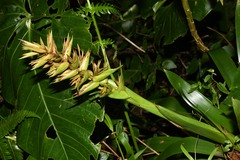 Guzmania megastachya