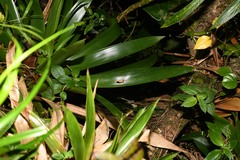 Guzmania megastachya