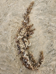 Sargassum sinclairii