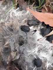 Trogidae