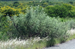 Berkheya bipinnatifida