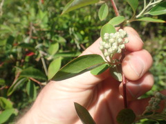 Cotoneaster frigidus